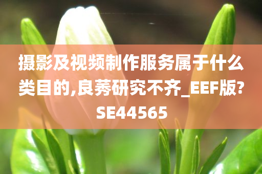 摄影及视频制作服务属于什么类目的,良莠研究不齐_EEF版?SE44565