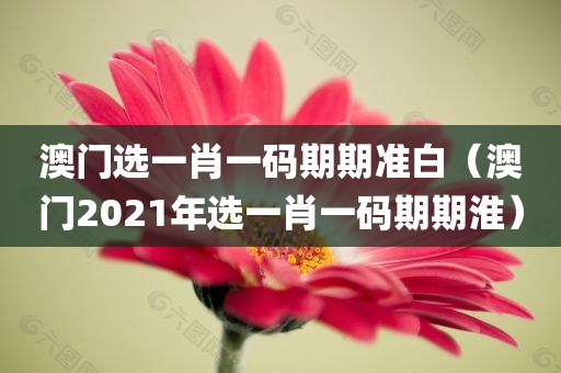 澳门选一肖一码期期准白（澳门2021年选一肖一码期期淮）