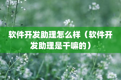 软件开发助理怎么样（软件开发助理是干嘛的）